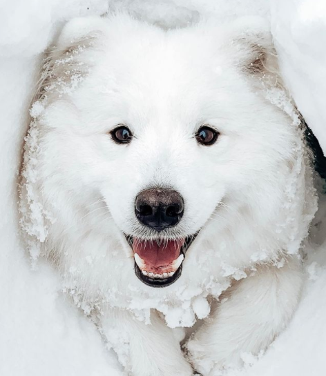 Illustration de l'article : Un chien découvre une grotte enneigée et décide d'en faire sa nouvelle maison ! 